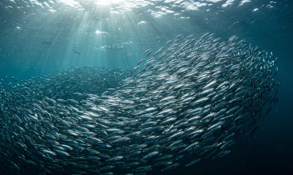Banc de sardines dans l ocean Atlantique marocain