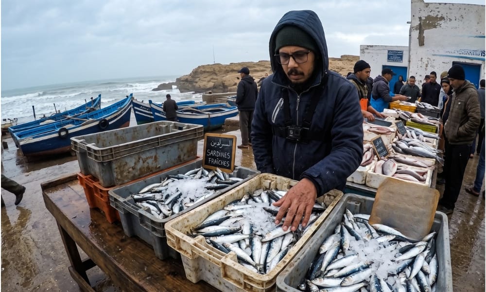 Caisses de sardines fraiches au port