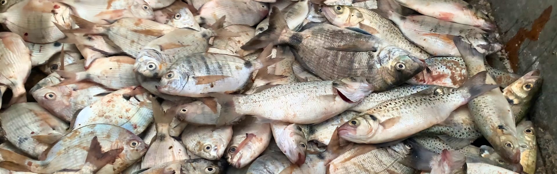 Appâts pêche Atlantique marocain