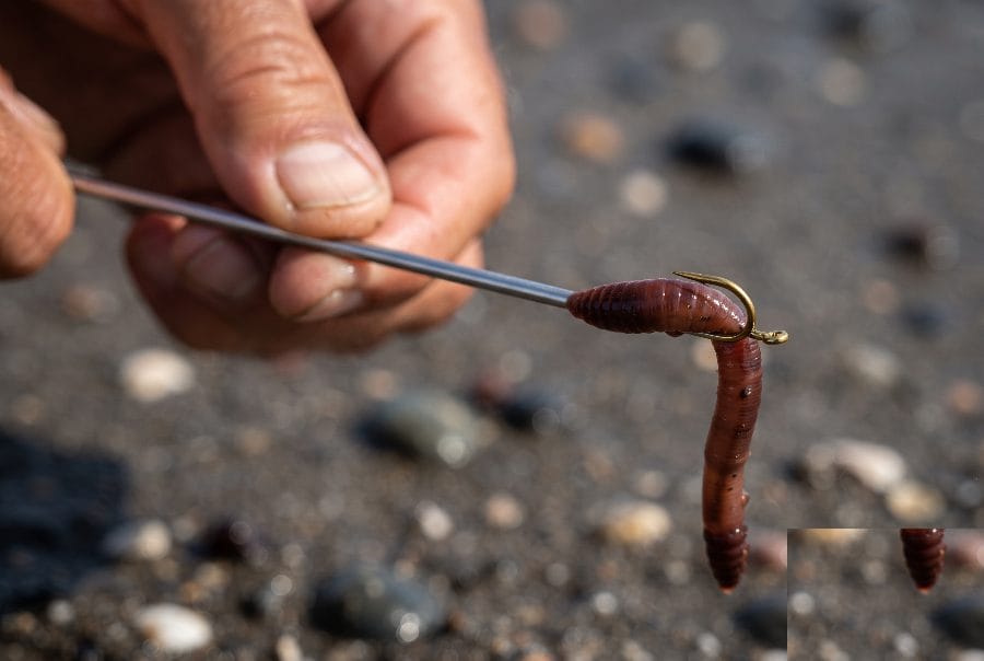 Technique d'enfilage du ver sur aiguille à vers — surfcasting Maroc