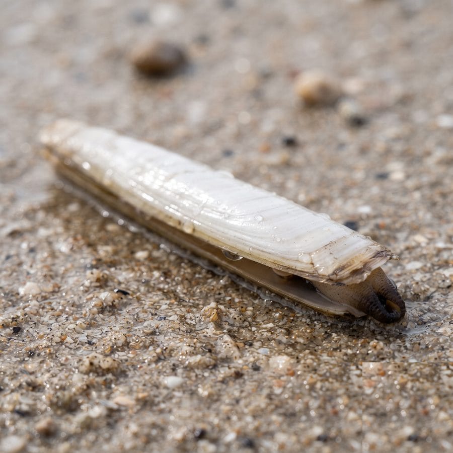 Couteau de mer