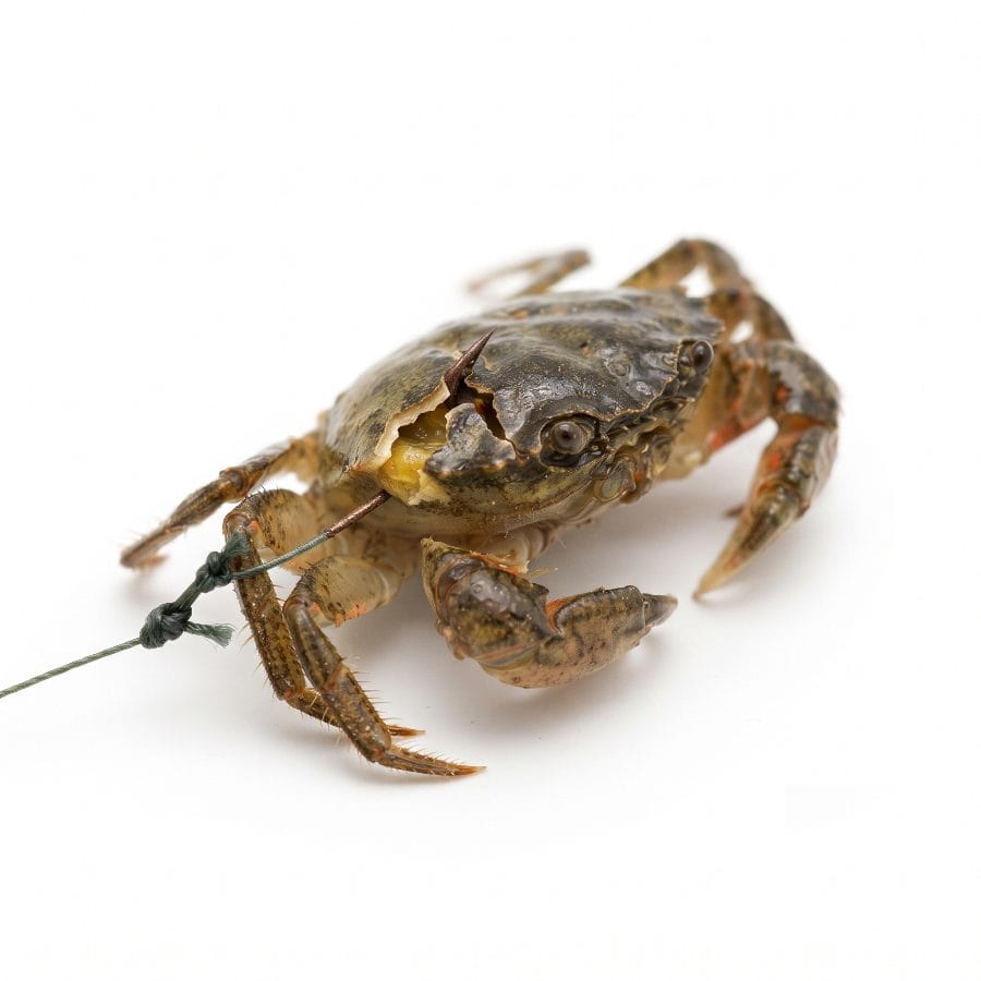 Crabe